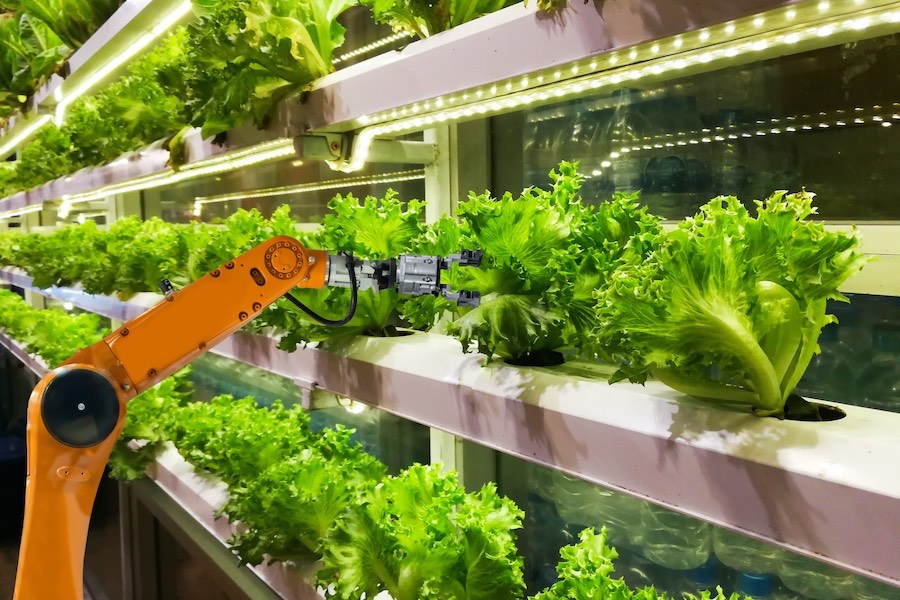 vertical lettuce farm with robot picking food